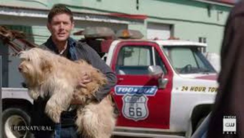 Supernatural season 15 episode 19 Dean with Dog